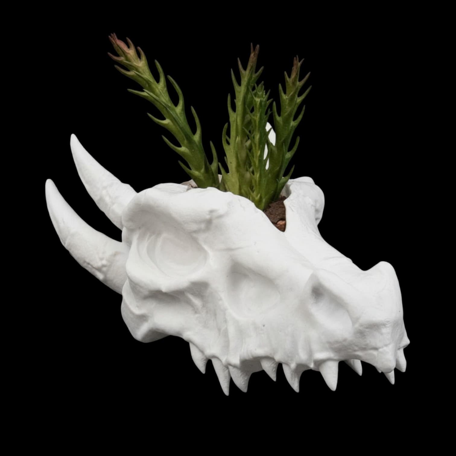 Dragon Skull Planter White Gothic Fantasy Decor Succulent Plant Holder Plastic 2