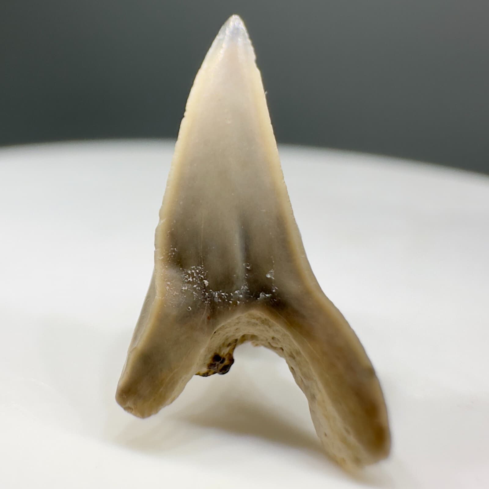 Rarely Offered 0.68" Fossil Paraisurus macrorhiza Tooth - Cretaceous, Russia