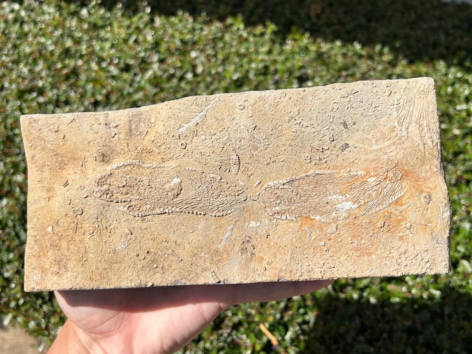 DOUBLE Fossil Crinoids in Matrix Aphelecrinus Alabama Bangor Formation 2