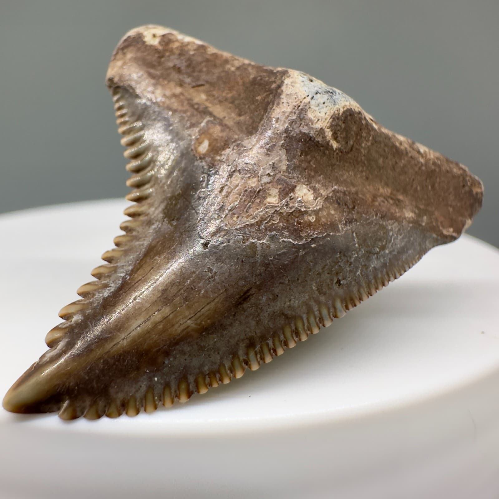 1.43" Fossil HEMIPRISTIS Shark Tooth - Beautiful Brown Colors,  Pliocene, GA 3