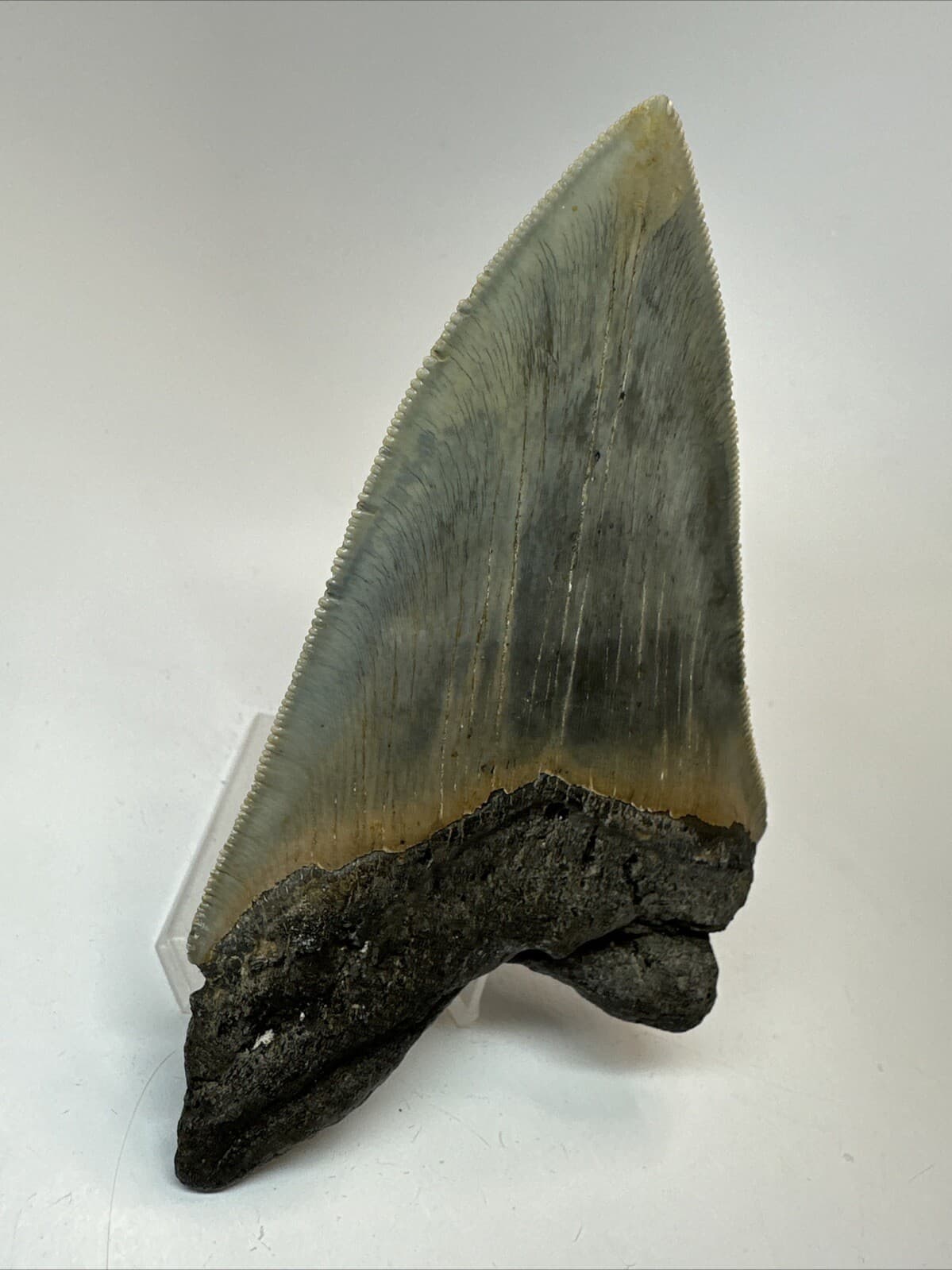 Megalodon Shark Tooth 4.55 inch - Authentic - Serrated Fossil - Carolina 18669 6