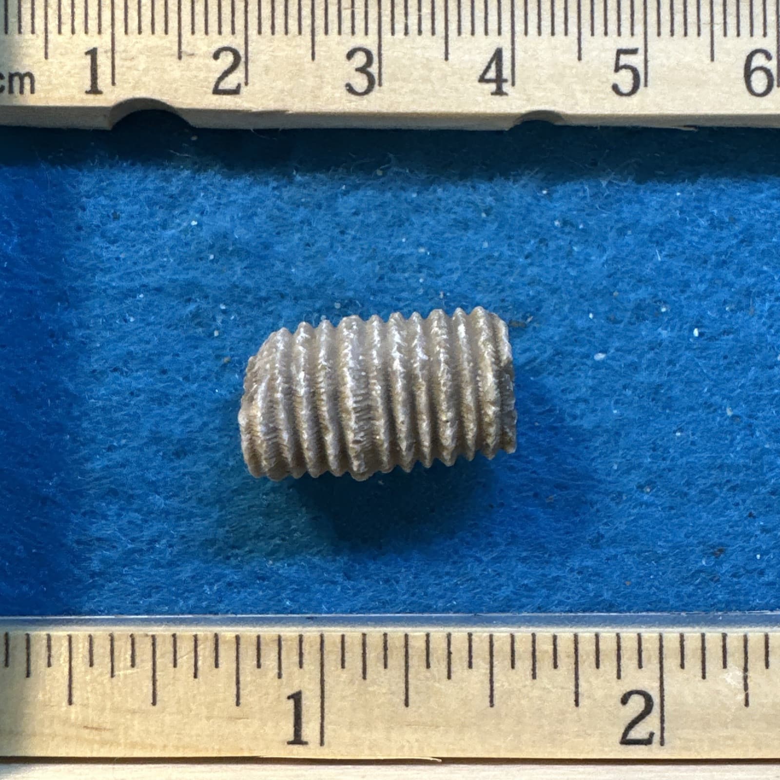 Crinoid Stem Fossil from Indiana in Display Case 5