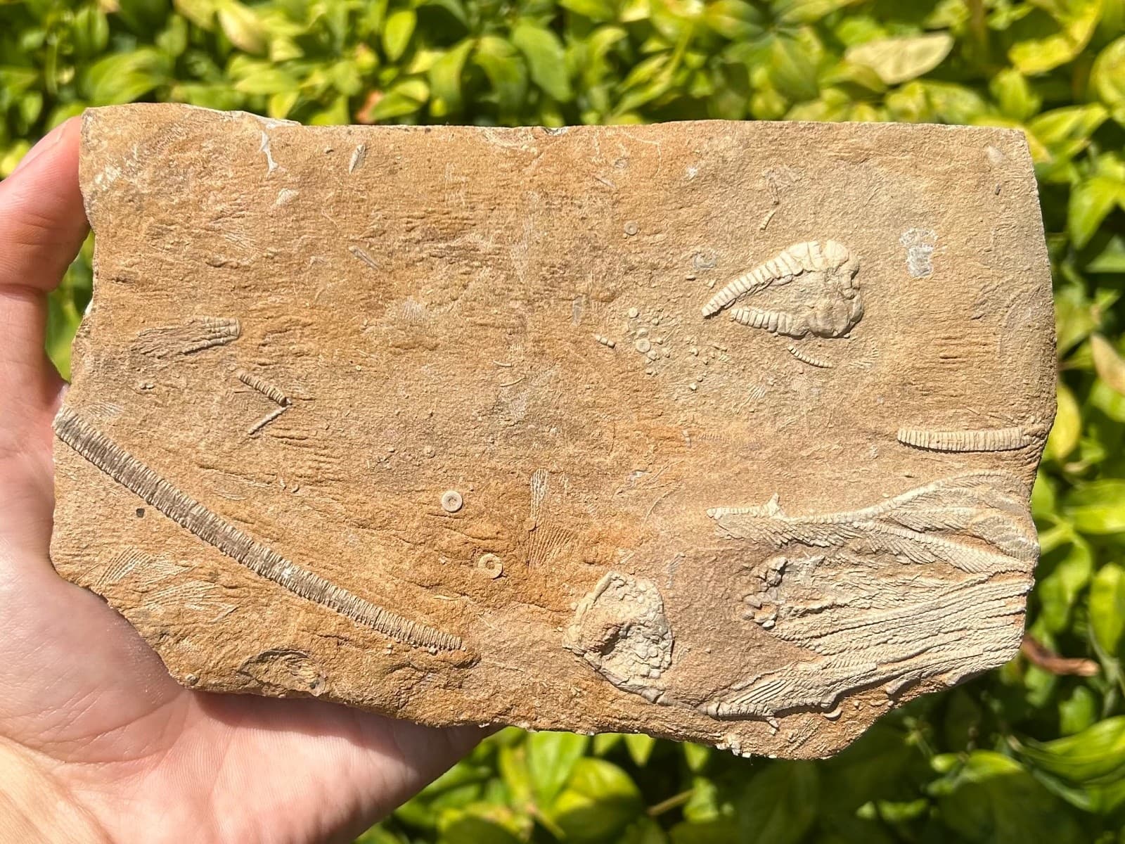 DOUBLE Fossil Crinoids in Matrix Rhopocrinus Cymbiocrinus Alabama Bangor Fm 4