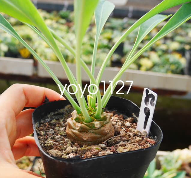 3CM RareSucculent Cactus  Plant Euphorbia Bupleurifolia Jacq Cactaceae 4