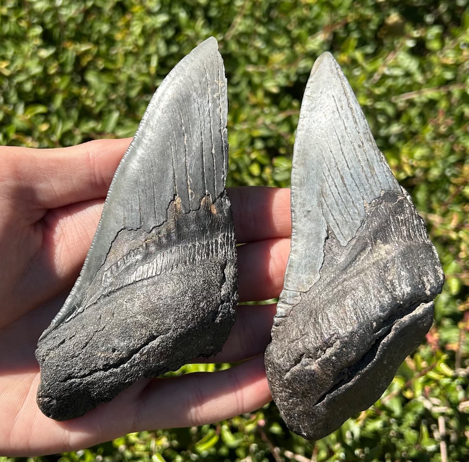 BIG Fossil Megalodon Sharks Teeth LOT 5.08” 4.93” South Carolina Shark Tooth