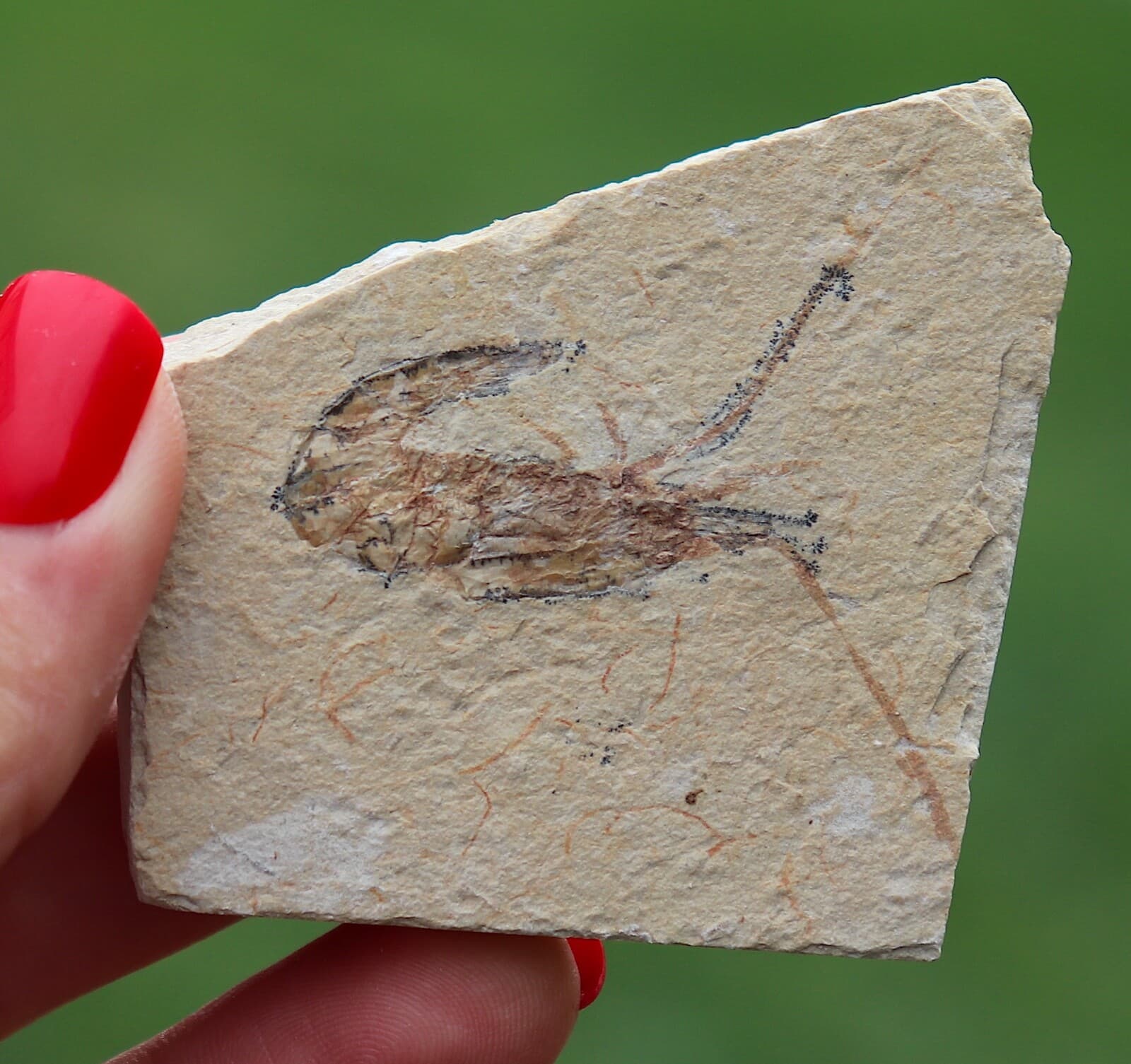 Fossil Shrimp From Solnhofen Germany  150 MILLION YRS OLD JURASSIC 5.5 Cm's 4