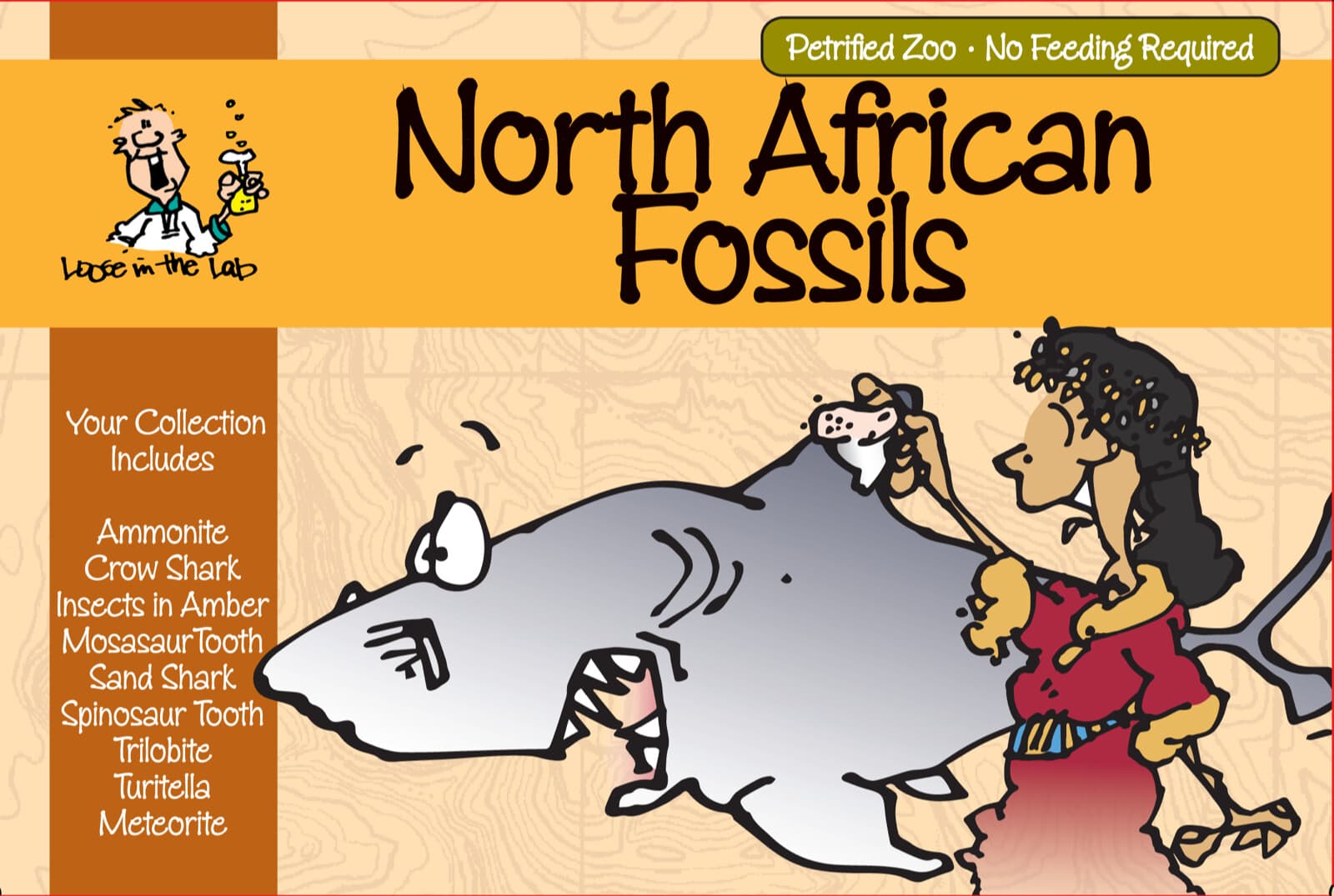 North African Fossils Collection
