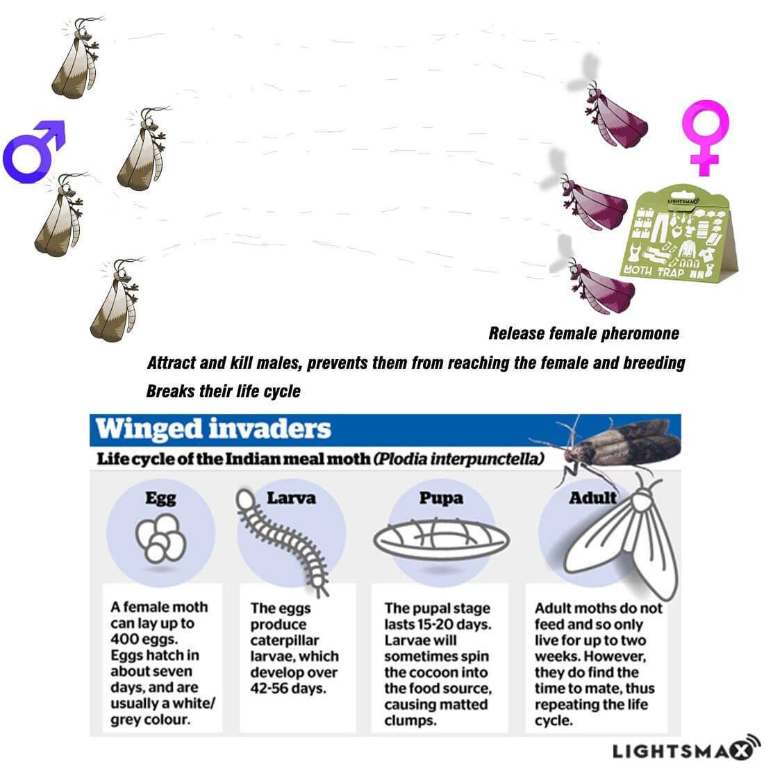 ADHESIVE 6 TRAPS CONTROL CLOTH MOTH NON TOXIC NO PESTICIDE safe trap pest trap 3