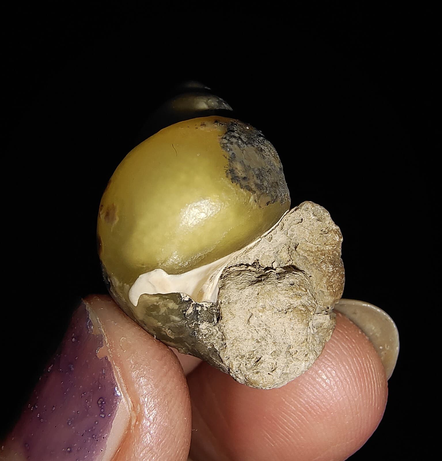 AMAZING AMMONITE! GASTROPOD SEASHELL FOSSIL VIVIPARIDAE FROM INDONESIA 23MM, 006 5