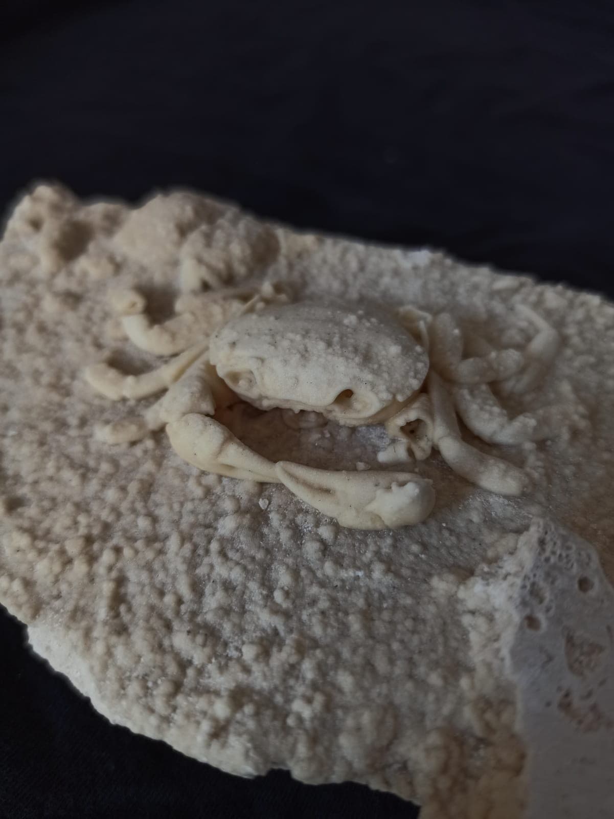 HUGE Travertine Crab Fossil, 13cm by 8cm Fossil Travertine Crab Potamon
