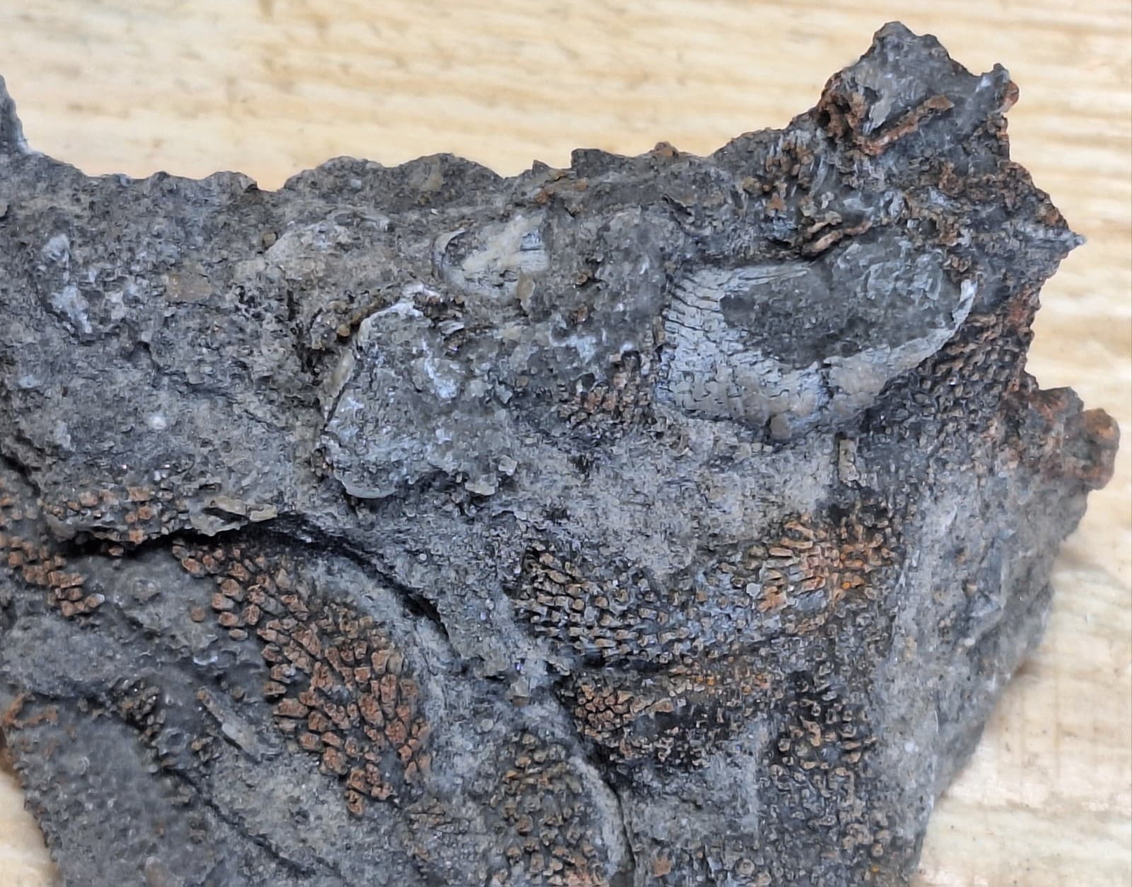 Incredible Detail Fossil Favosite Coral In Limestone Devonian Period Michigan 5