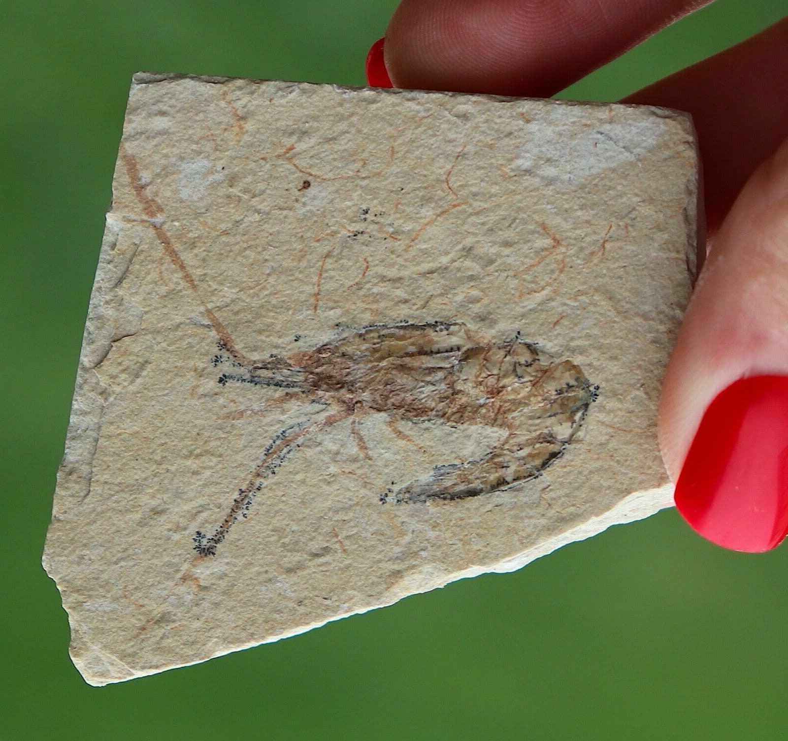 Fossil Shrimp From Solnhofen Germany  150 MILLION YRS OLD JURASSIC 5.5 Cm's 2