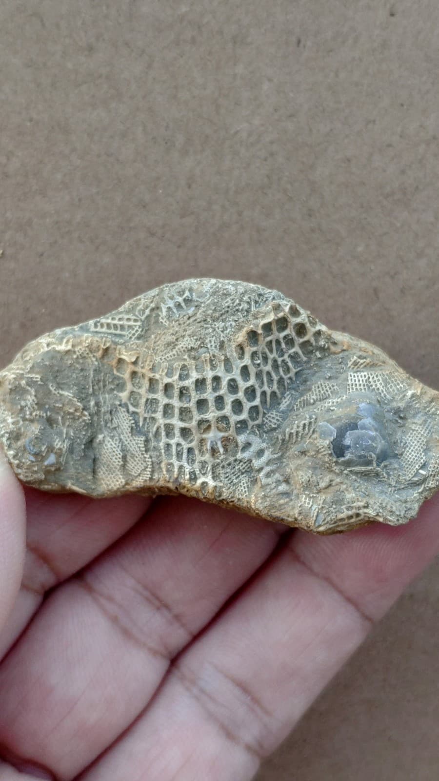 30g bryozoan Marine organisms Geologic rock specimen from Cambrian Period 2