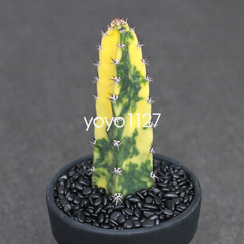 Harrisia Jusberti Variegated Rootless Cactaceae Succulent Cactus Plant 10-12CM 3