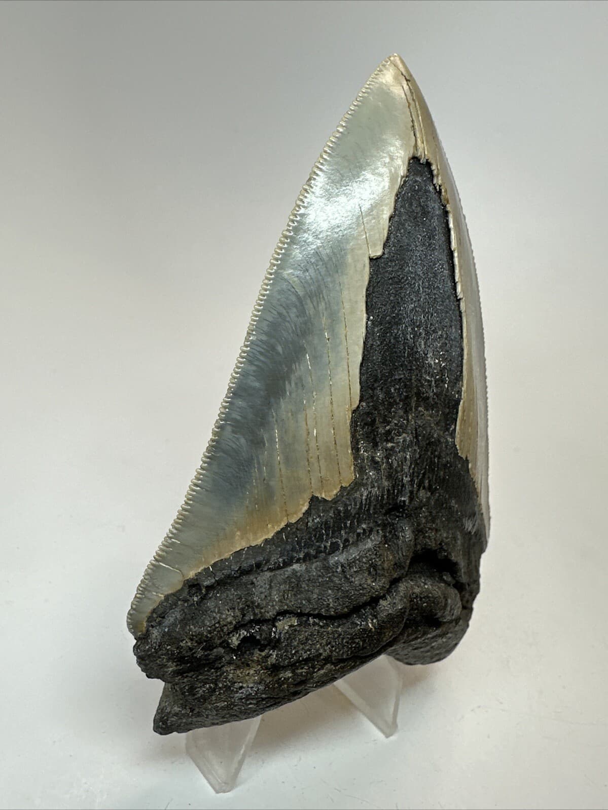 Megalodon Shark Tooth 4.55 inch - Authentic - Serrated Fossil - Carolina 18669 3