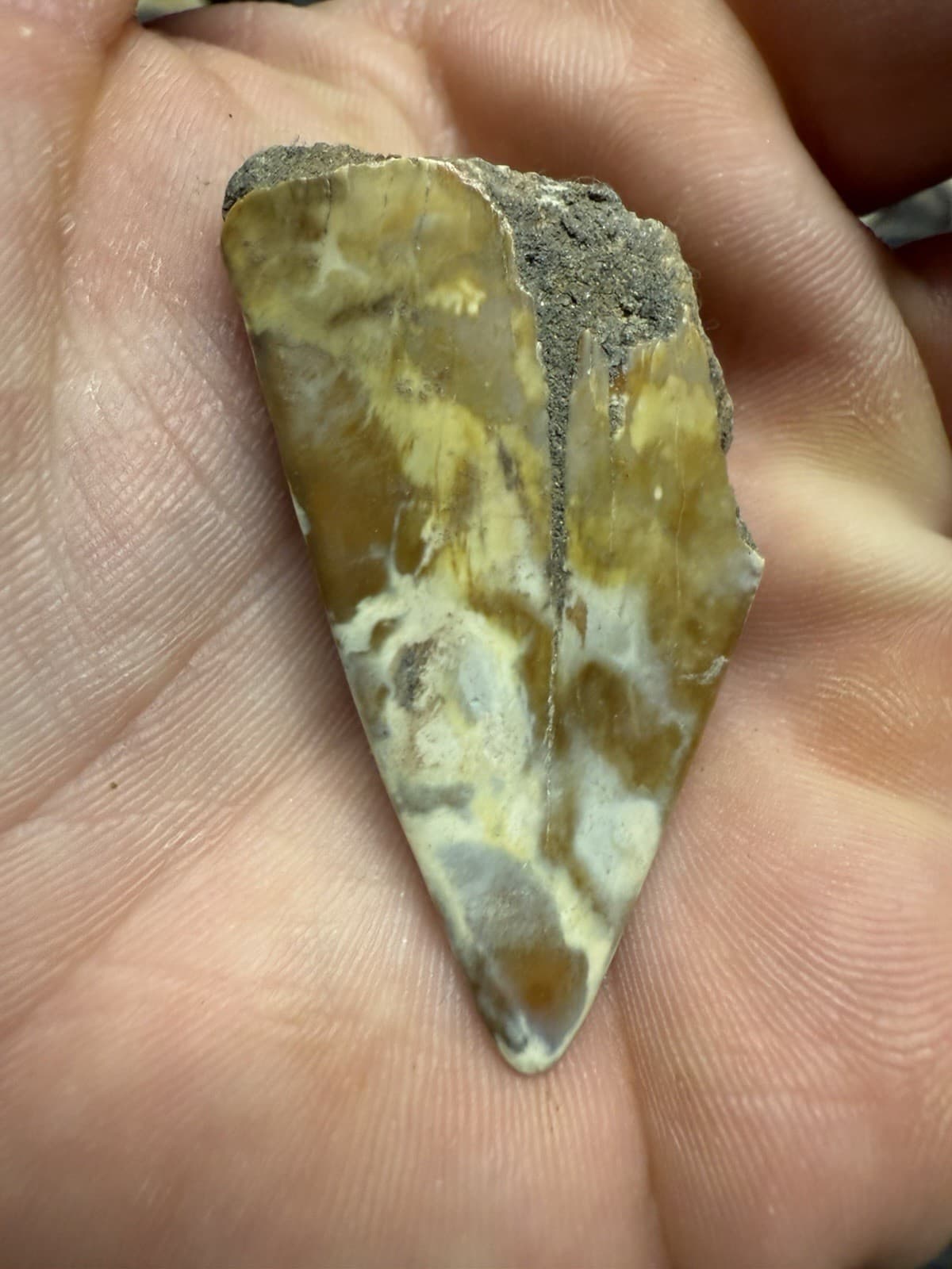 2” CREAMY CARAMEL MAKO Tooth Fossil Hastalis White Shark Teeth Megalodon Era S C 2