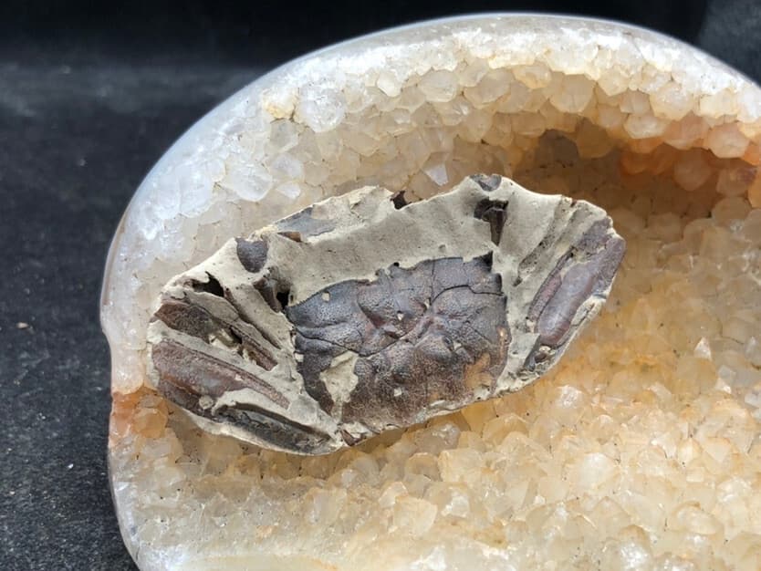 Jurassic Natural Crab animals Fossils Dinosaur Age 2