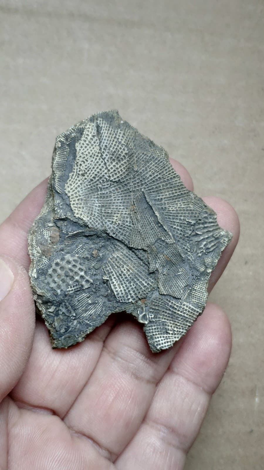 27g Bryozoa specimen from Cambrian Period