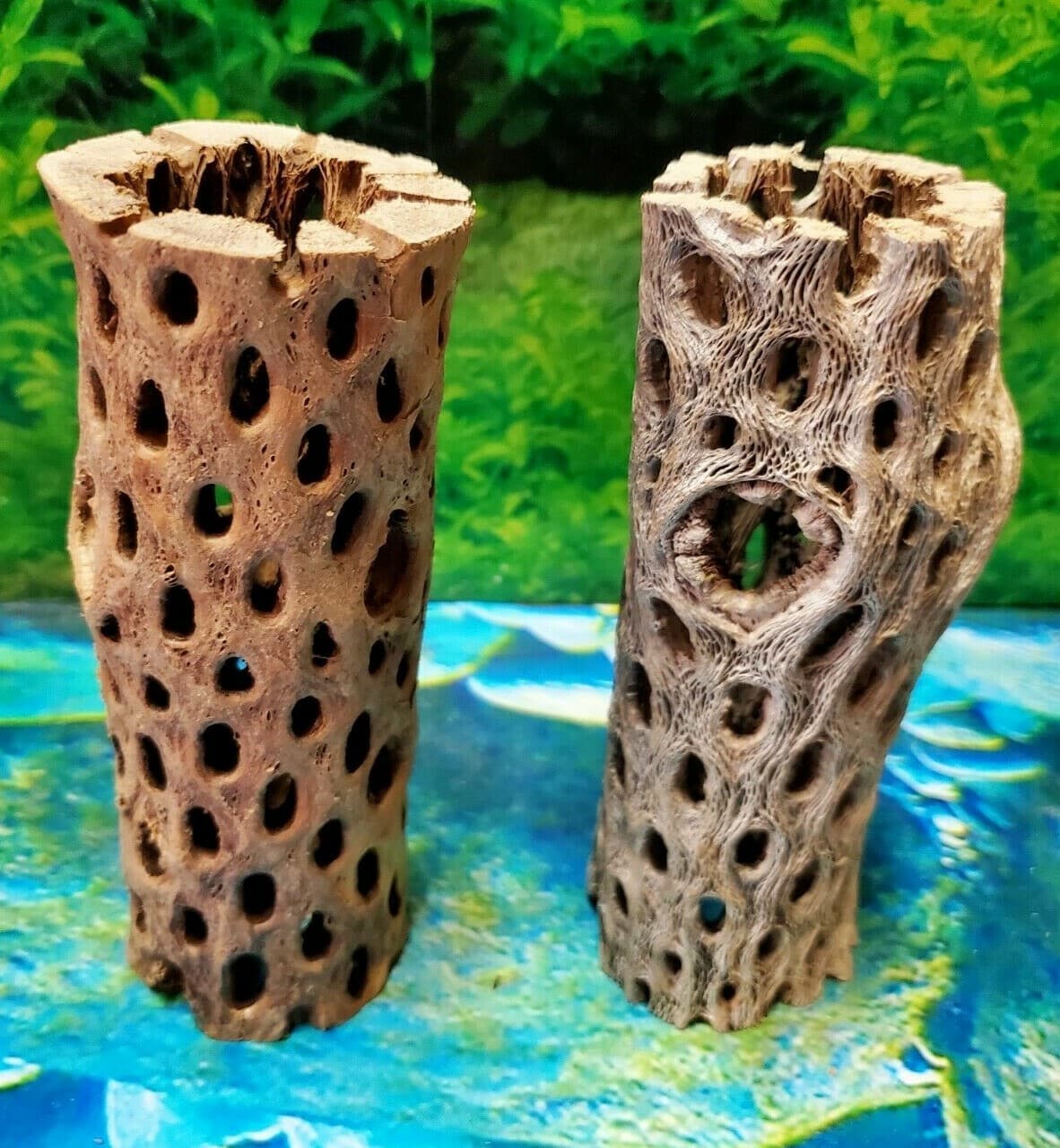 2 pcs of 6" inch TEDDY BEAR CHOLLA Wood Cactus | Aquarium, Terrarium Cave Tunnel 5