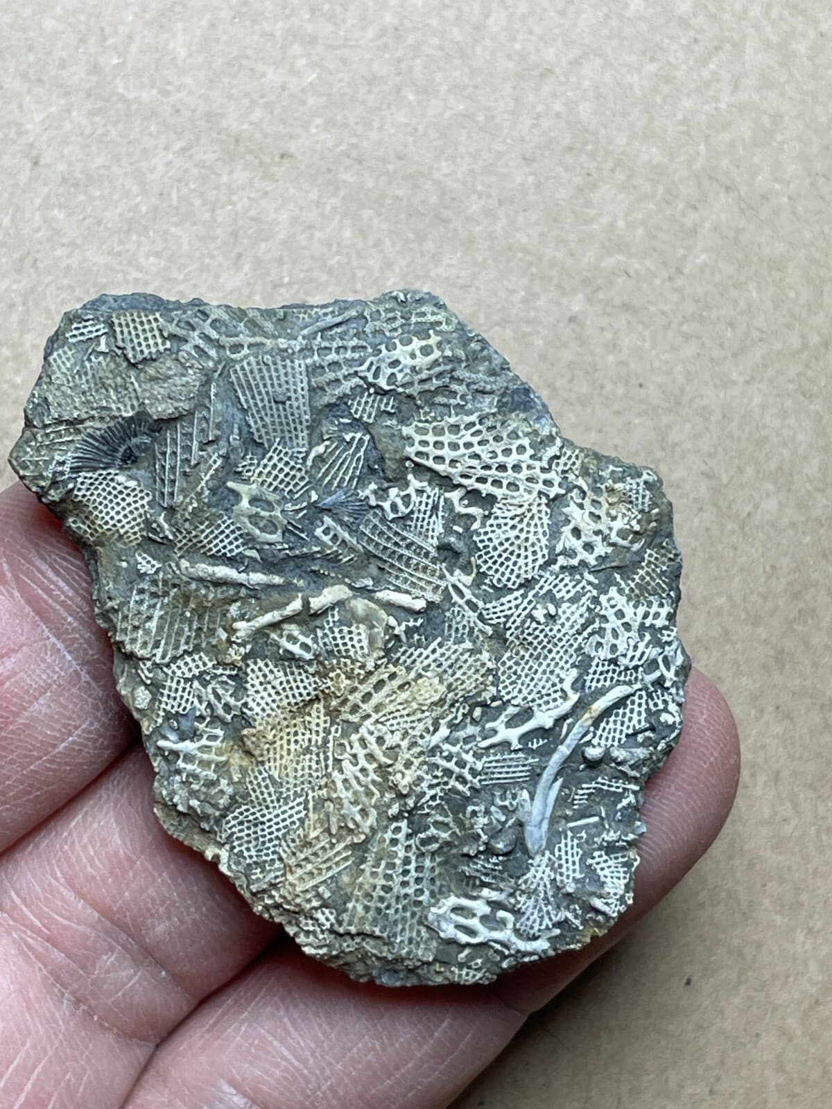 15g Bryozoa specimen from Carboniferous 4