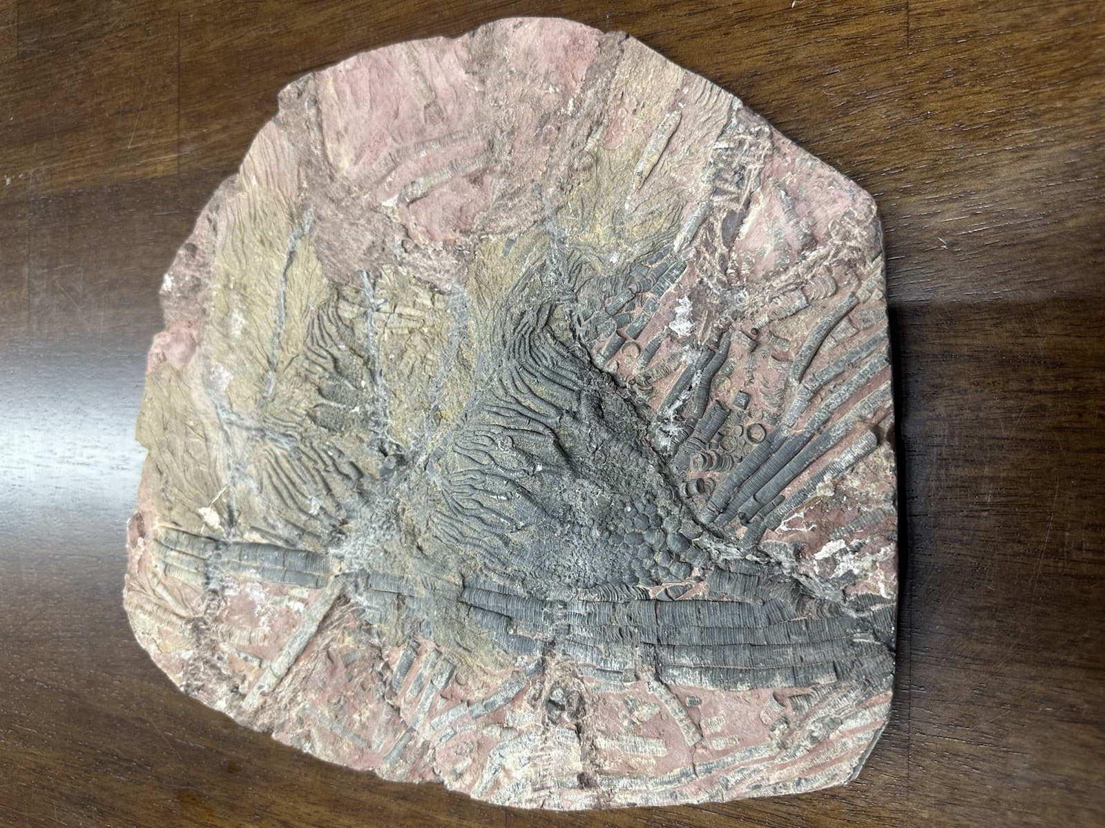 LARGE GEOLOGICAL CRINOID FOSSIL SPECIMEN 4