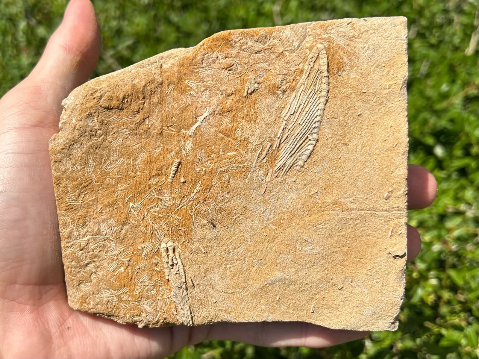 DOUBLE Fossil Crinoids in Matrix Harmostocrinus Aphelecrinus Alabama Bangor Fm 5