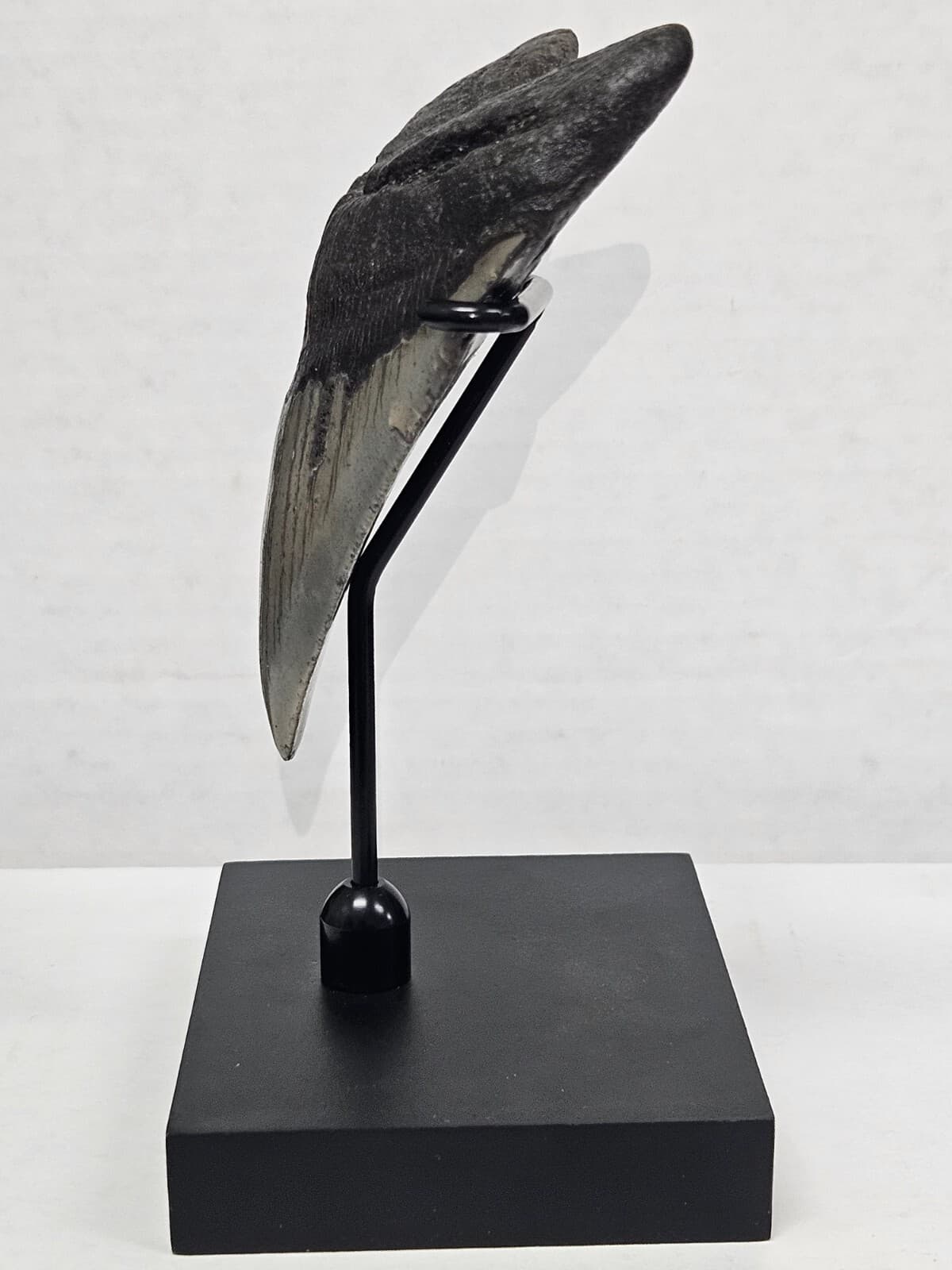TOP SELLER! Black Megalodon Display Stand shark teeth fossil TOOTH NOT INCLUDED 3