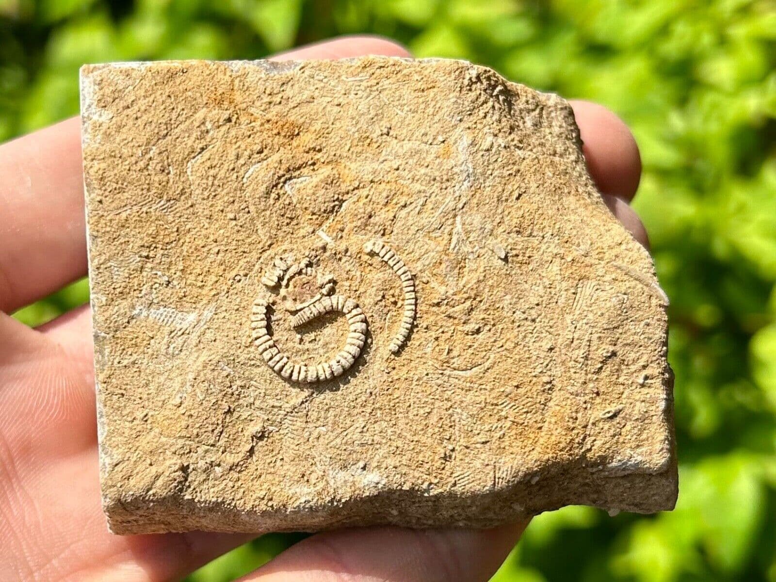Rare Fossil Crinoid in Matrix Camptocrinus alabamensis Alabama Bangor Limestone 4