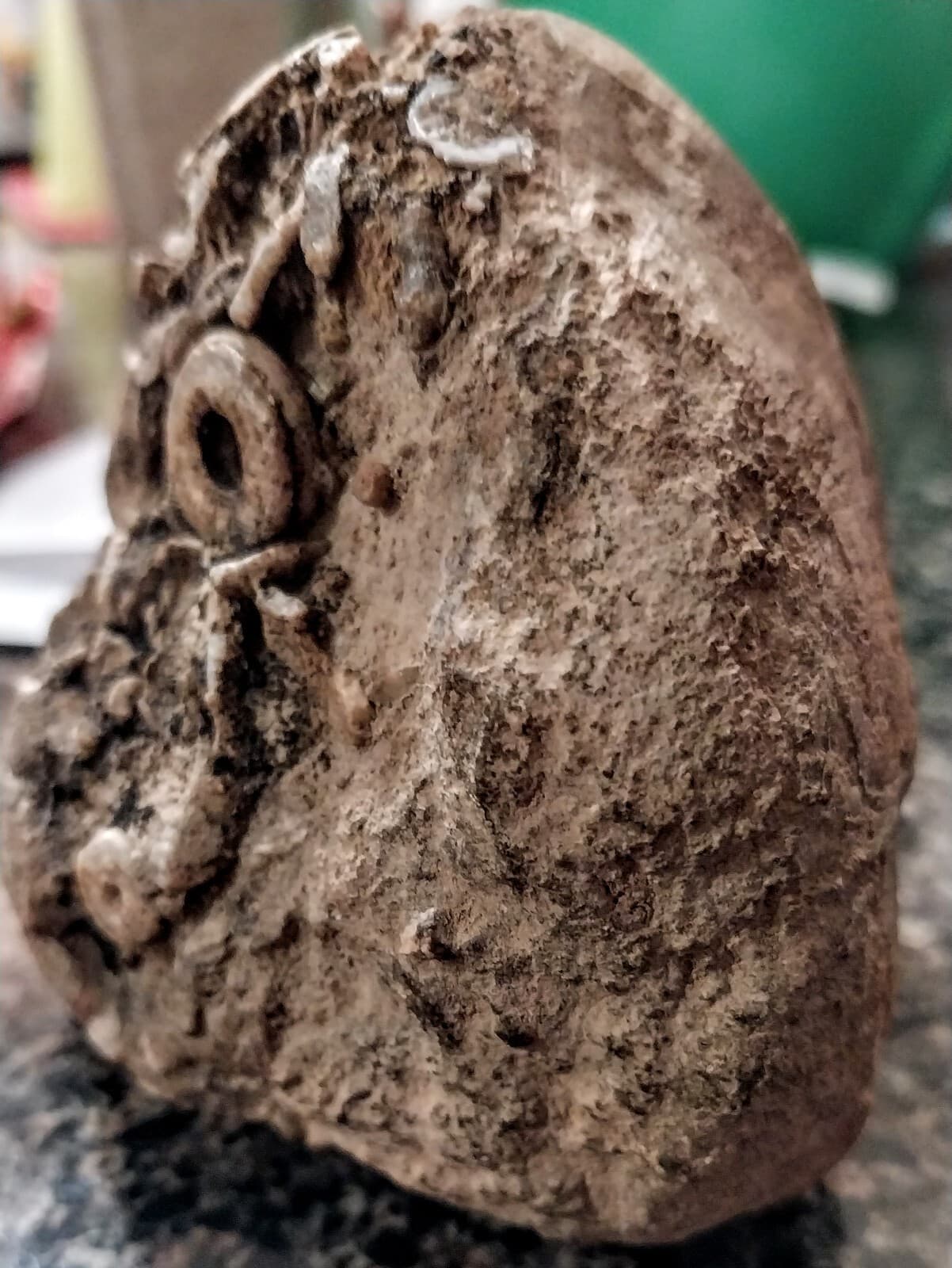 Crinoid Fossils, Carboniferous Period, Mohave County Arizona 5