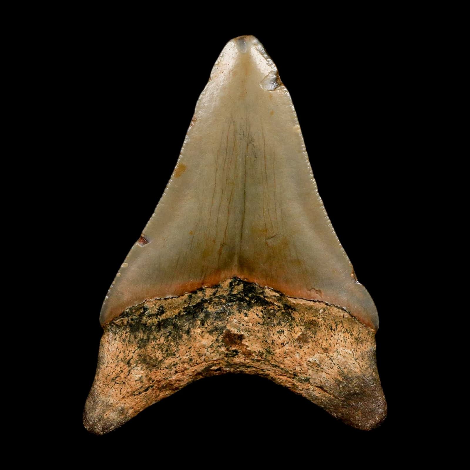 2.8" Quality Megalodon Shark Tooth Serrated Fossil Natural Miocene Age COA 6
