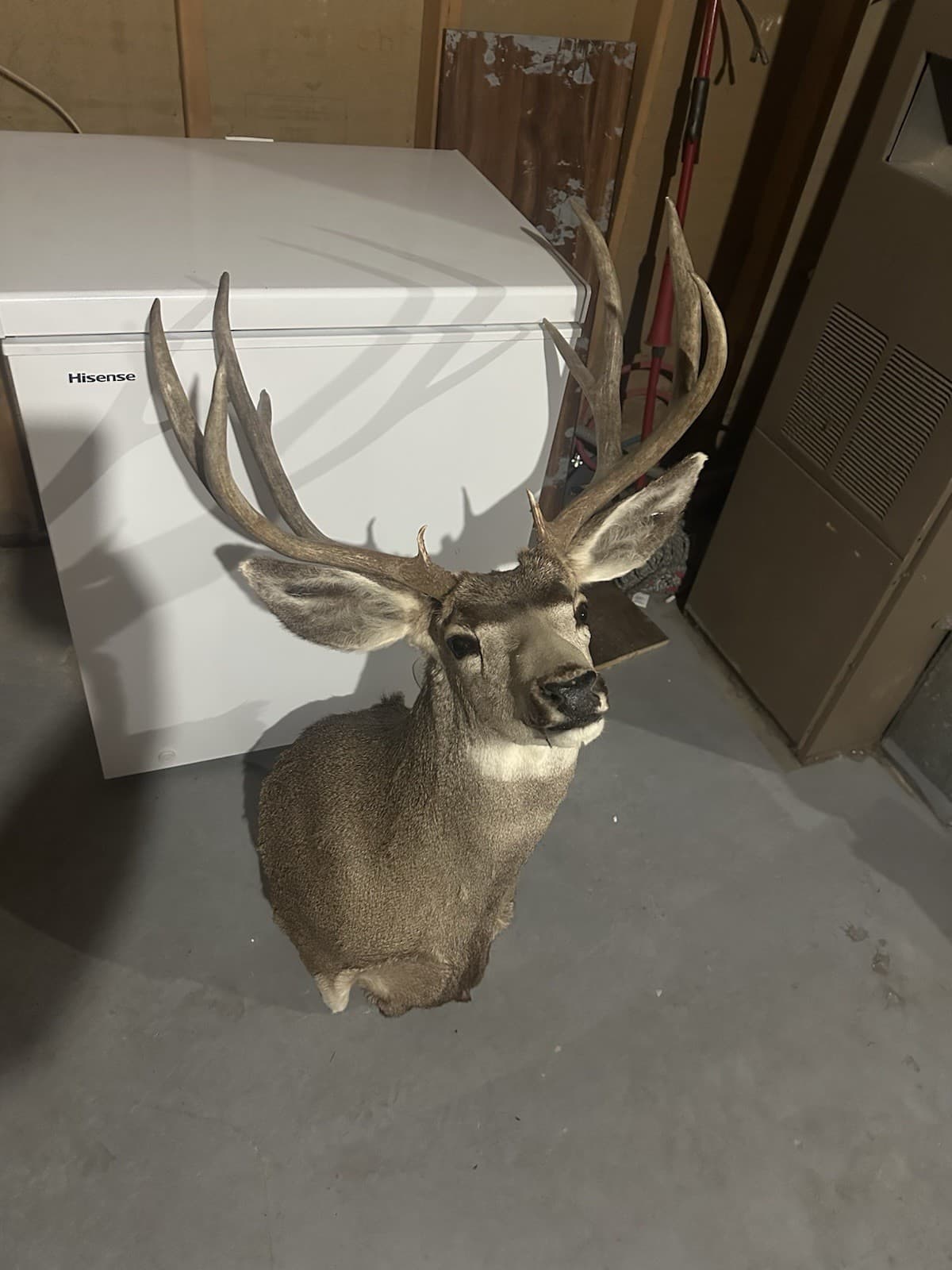 Beautiful Mule Deer Shoulder Mount
