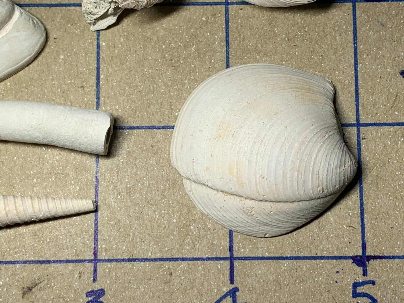 ☆Fossil Specimen 10 Pack - Berkeley Quarry S.C. - Barnacle-Dentalium-Teeth ☆303 6