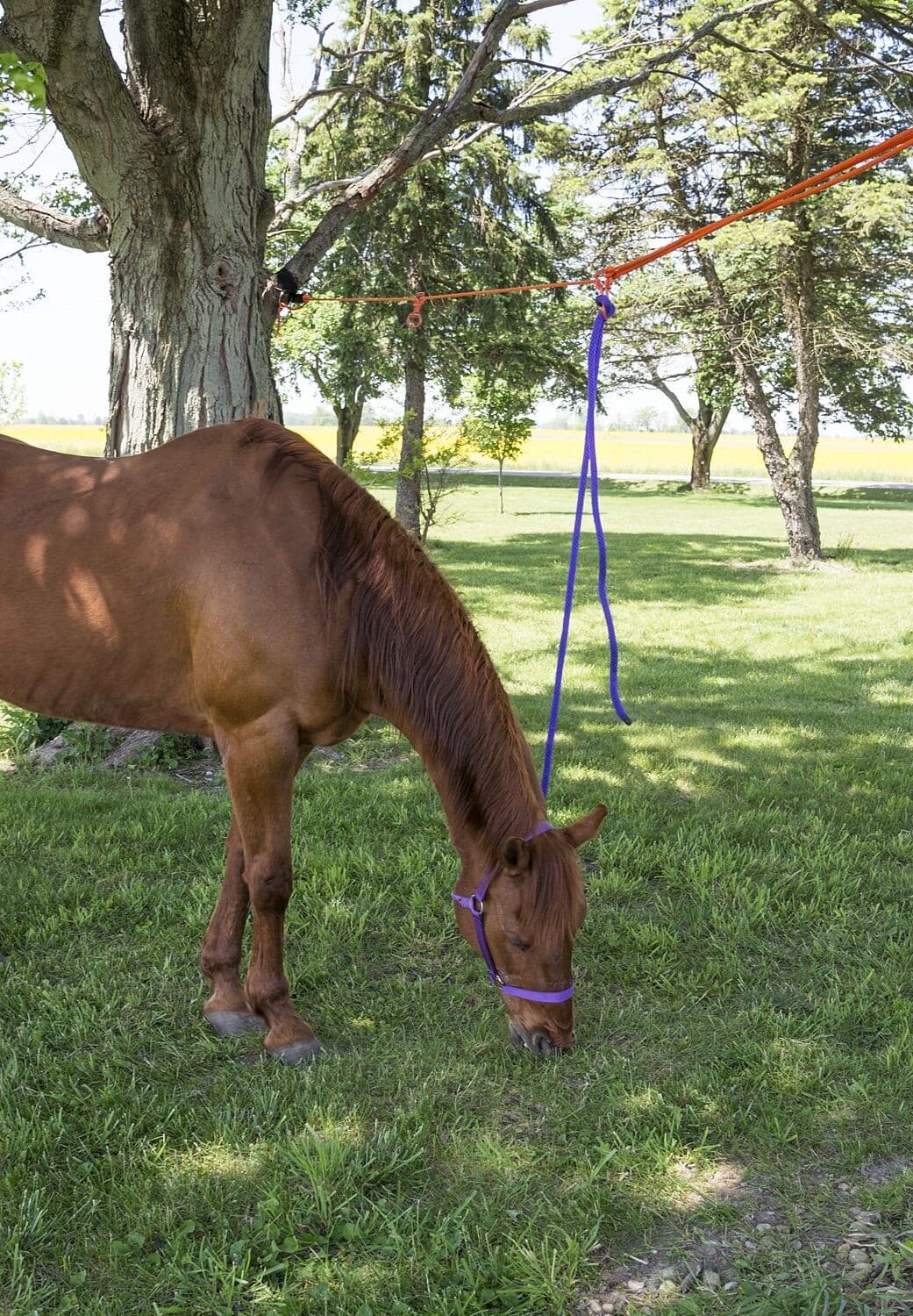 2 Horse No-Knot Picket Line Kit 4