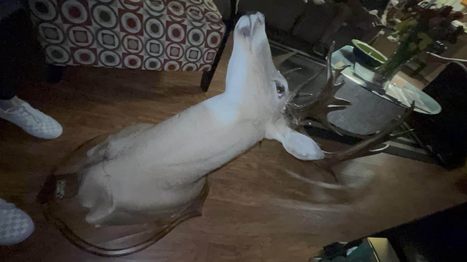 200 Plus Inch Whitetail Deer Shoulder Mount 3