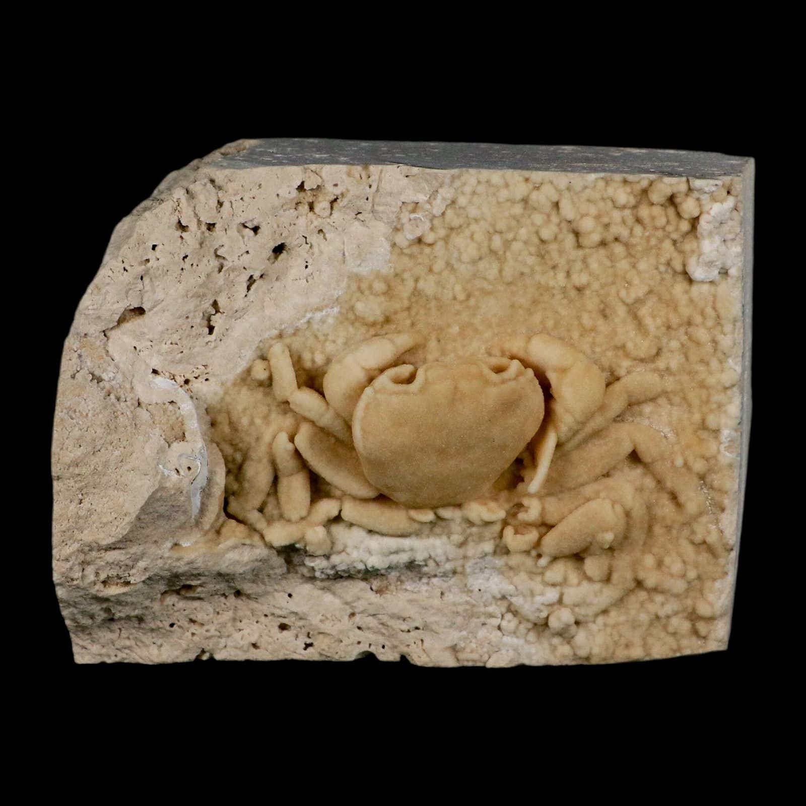 3.1" Potaman Sp Fossil Freshwater Crab In Travertine Denizli Basin Southwest 6