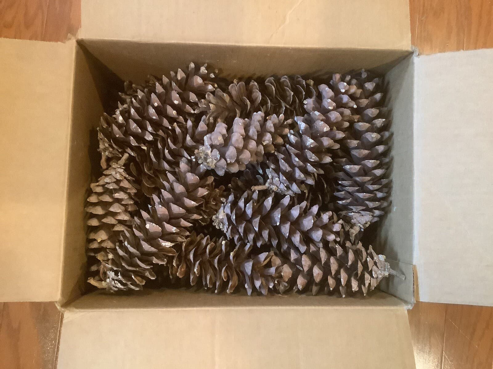 40+ Pine Cones 4” - 8” Great For Crafting Or Decorating 12”x9”x9” 1 3/4 Lb Box 2