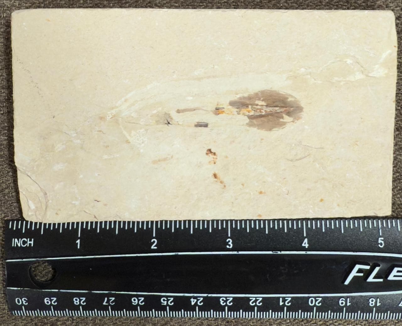 Lebanon Marine Fossil, Rare Squid with visible ink sac . 100 Million Years. 2