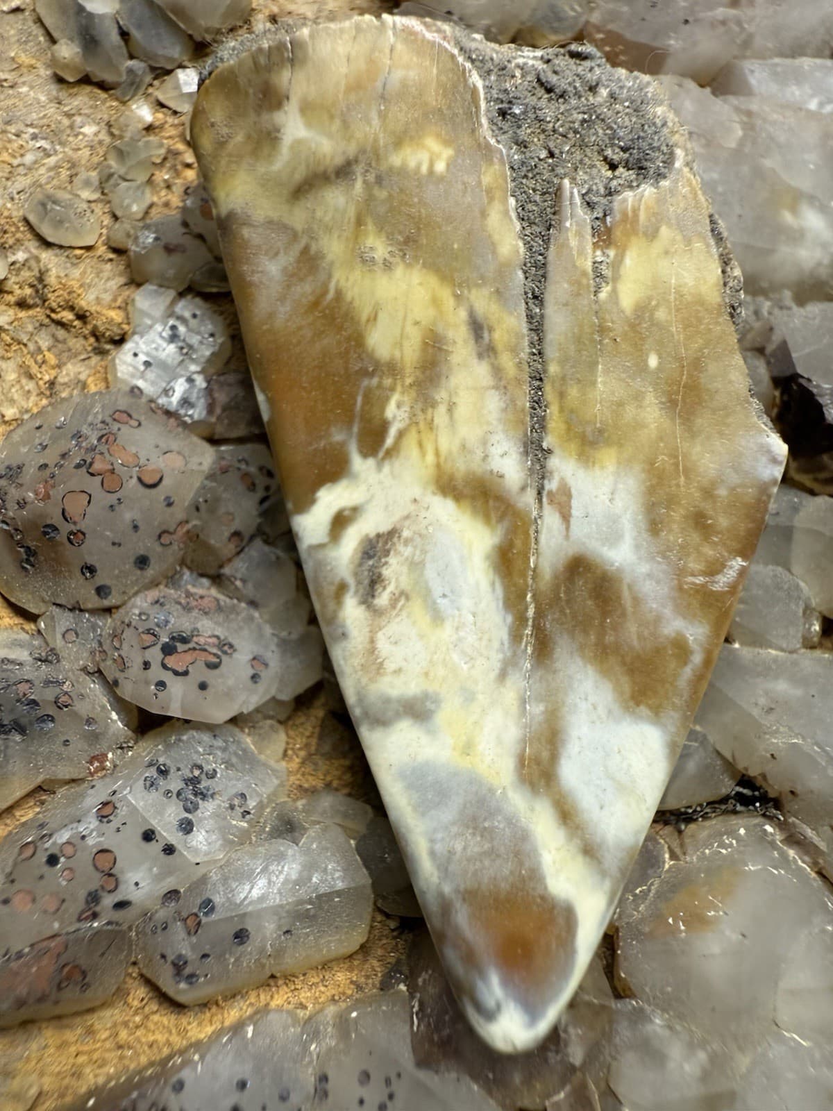 2” CREAMY CARAMEL MAKO Tooth Fossil Hastalis White Shark Teeth Megalodon Era S C