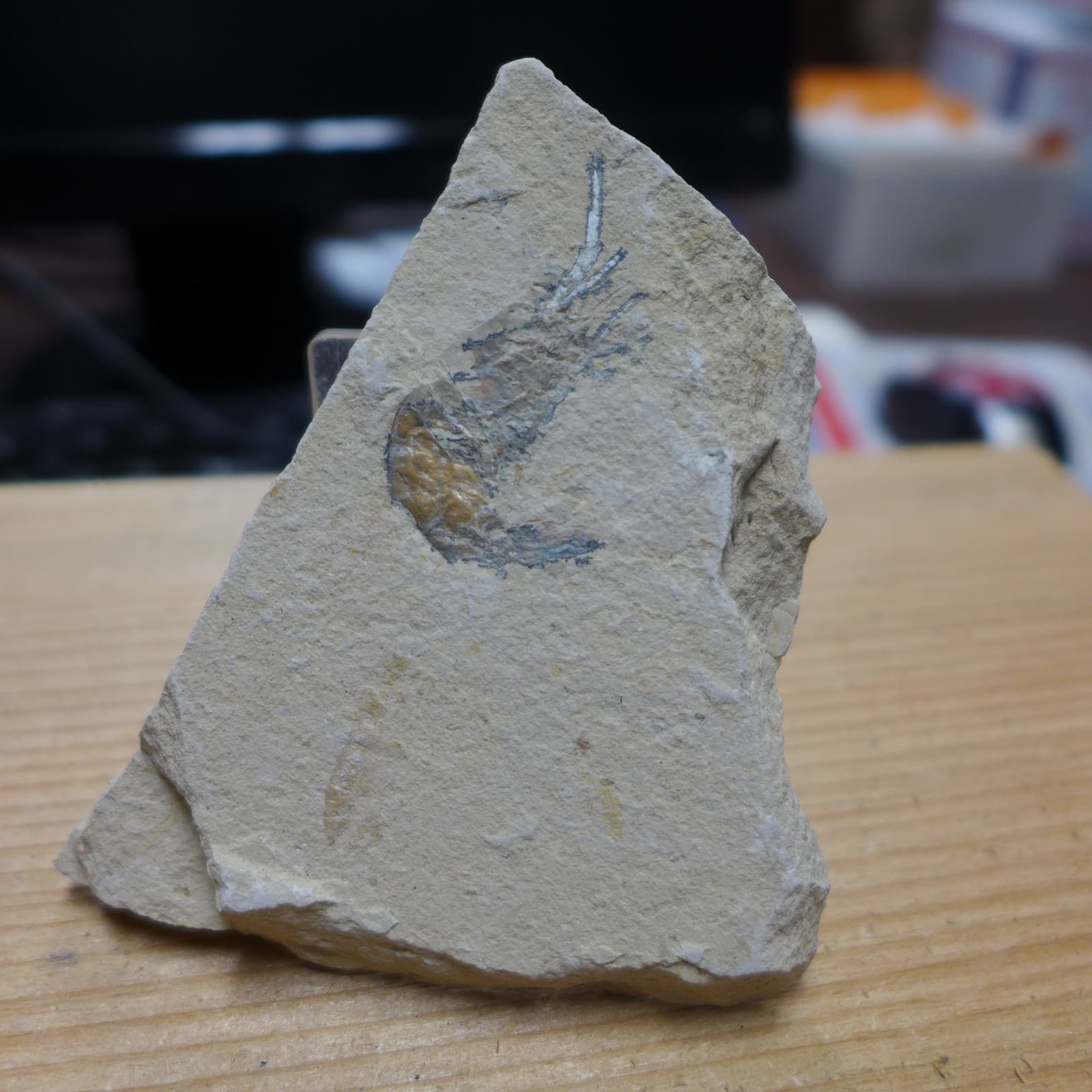 GEOLOGICAL ENTERPRISES SHRIMP FOSSIL Carpopenaeus callirostris 3