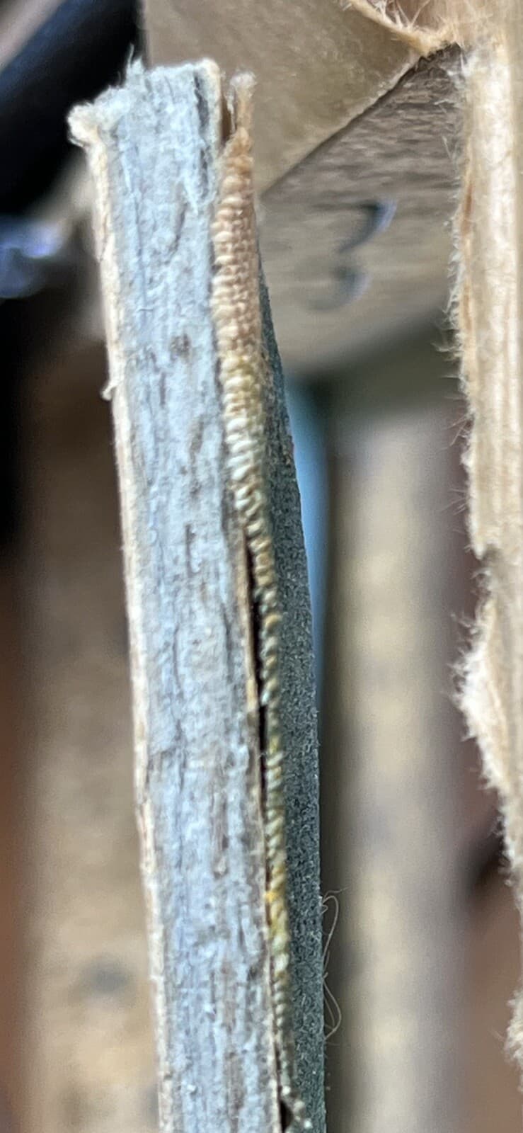 Original Antique Native American Portrait - Oil Painting - 19th C. /Early 1900's 6