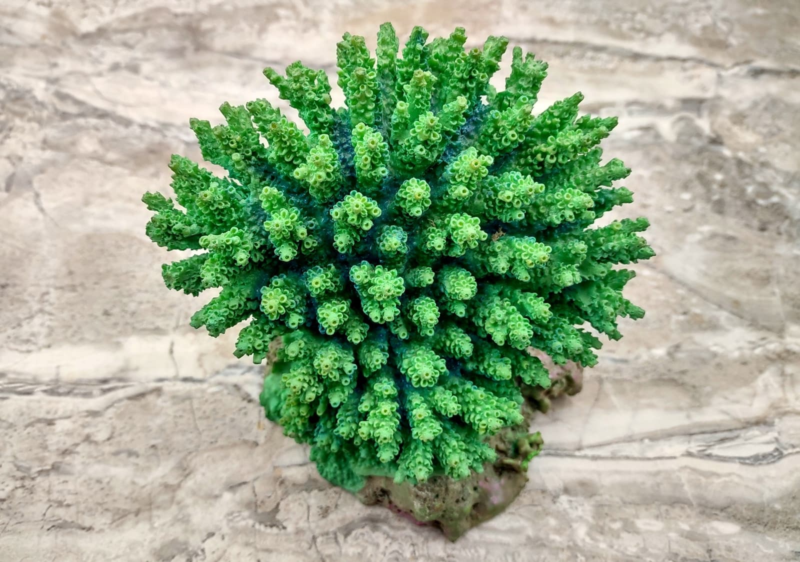 Green FAUX Table Coral (1 FAKE Coral, approx. 5Wx6Dx4T) 2