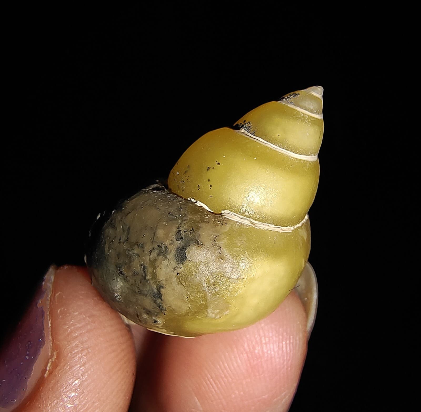 AMAZING AMMONITE! GASTROPOD SEASHELL FOSSIL VIVIPARIDAE FROM INDONESIA 23MM, 006 3