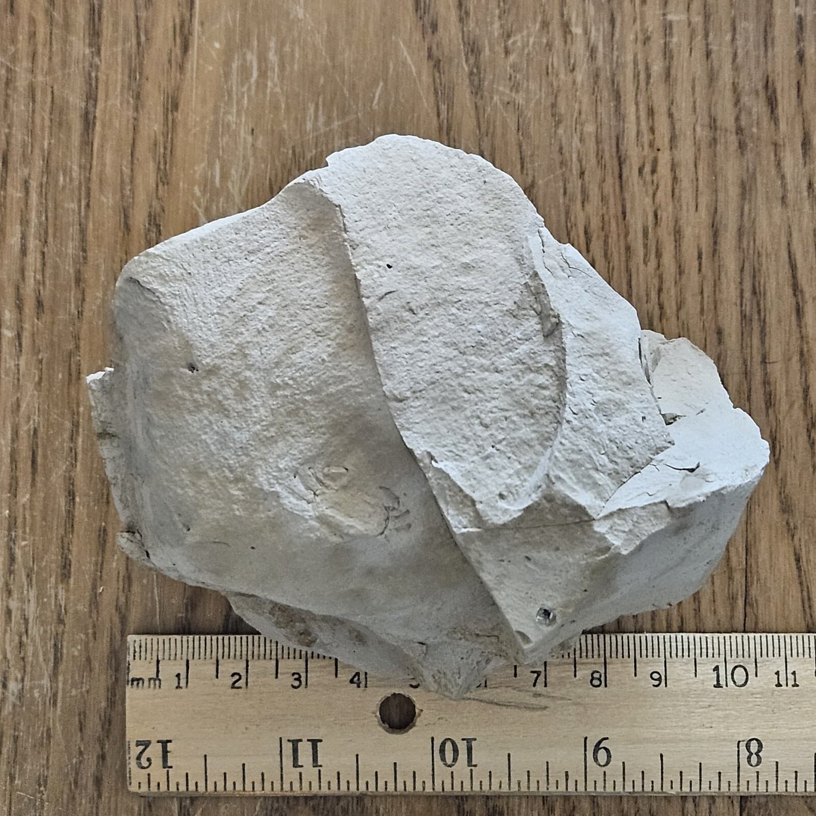 Crab Fossil In Mud Stone 2