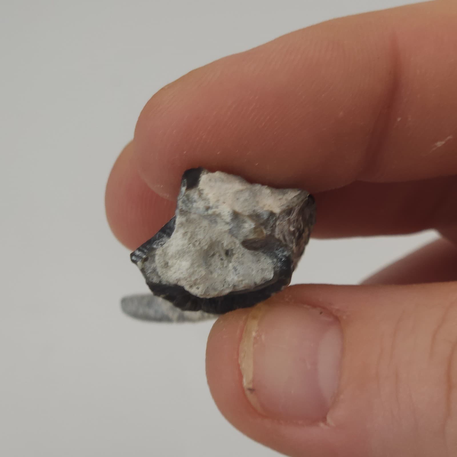 Crab Claw Fossil - Florida  6