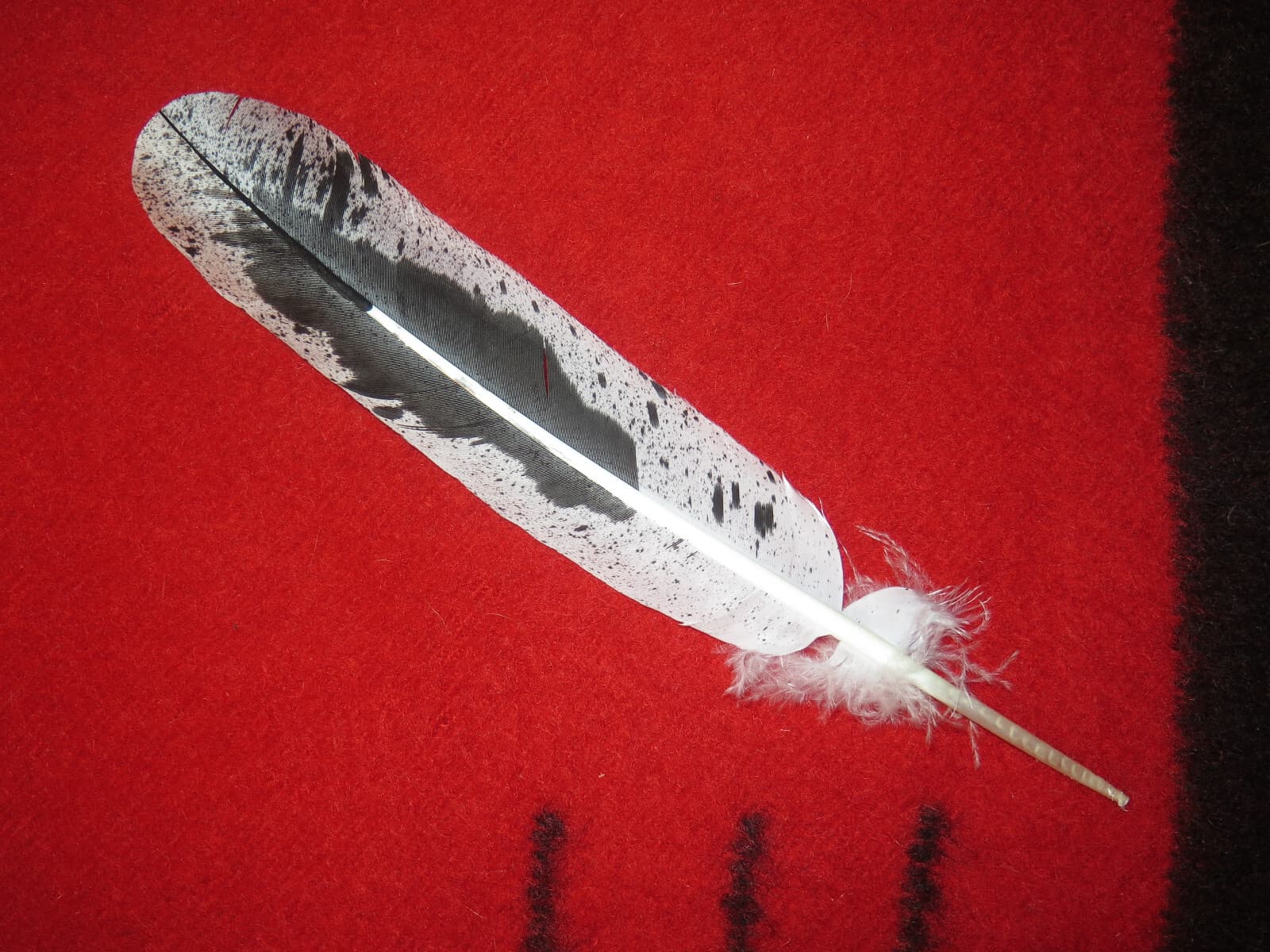 Native American made hand painted Immature Bald Eagle feather