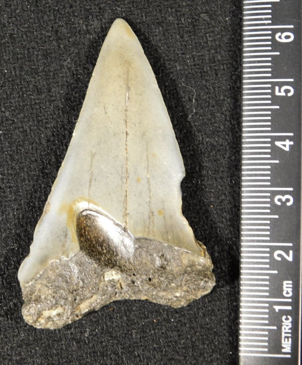 Larger! ANCESTRAL Great White SHARK Tooth Fossil 100% Natural 7.32 2