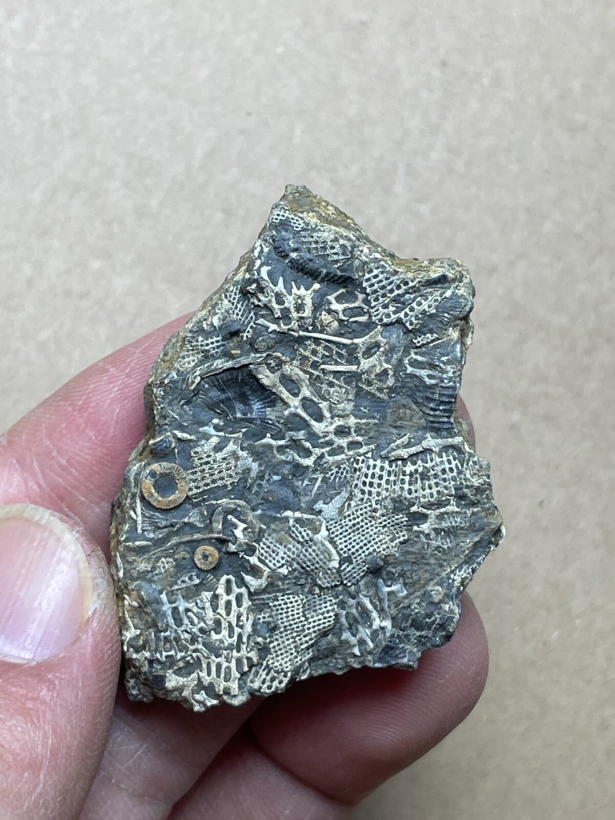 26g Bryozoa crinoid specimen from Cambrian Period 4