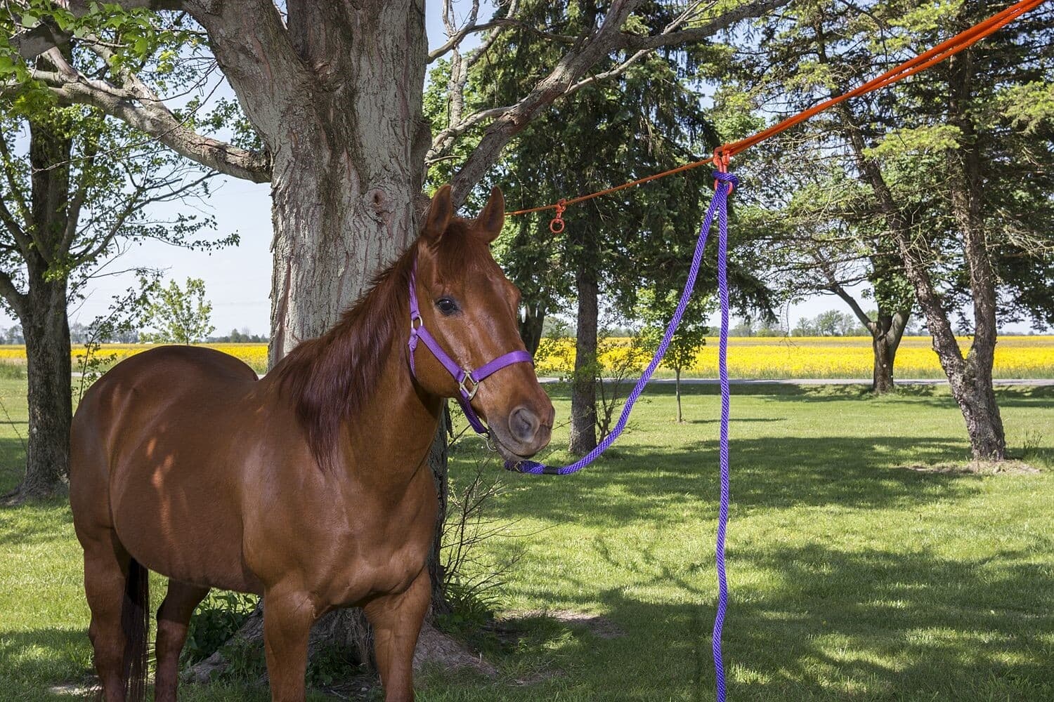 2 Horse No-Knot Picket Line Kit 2