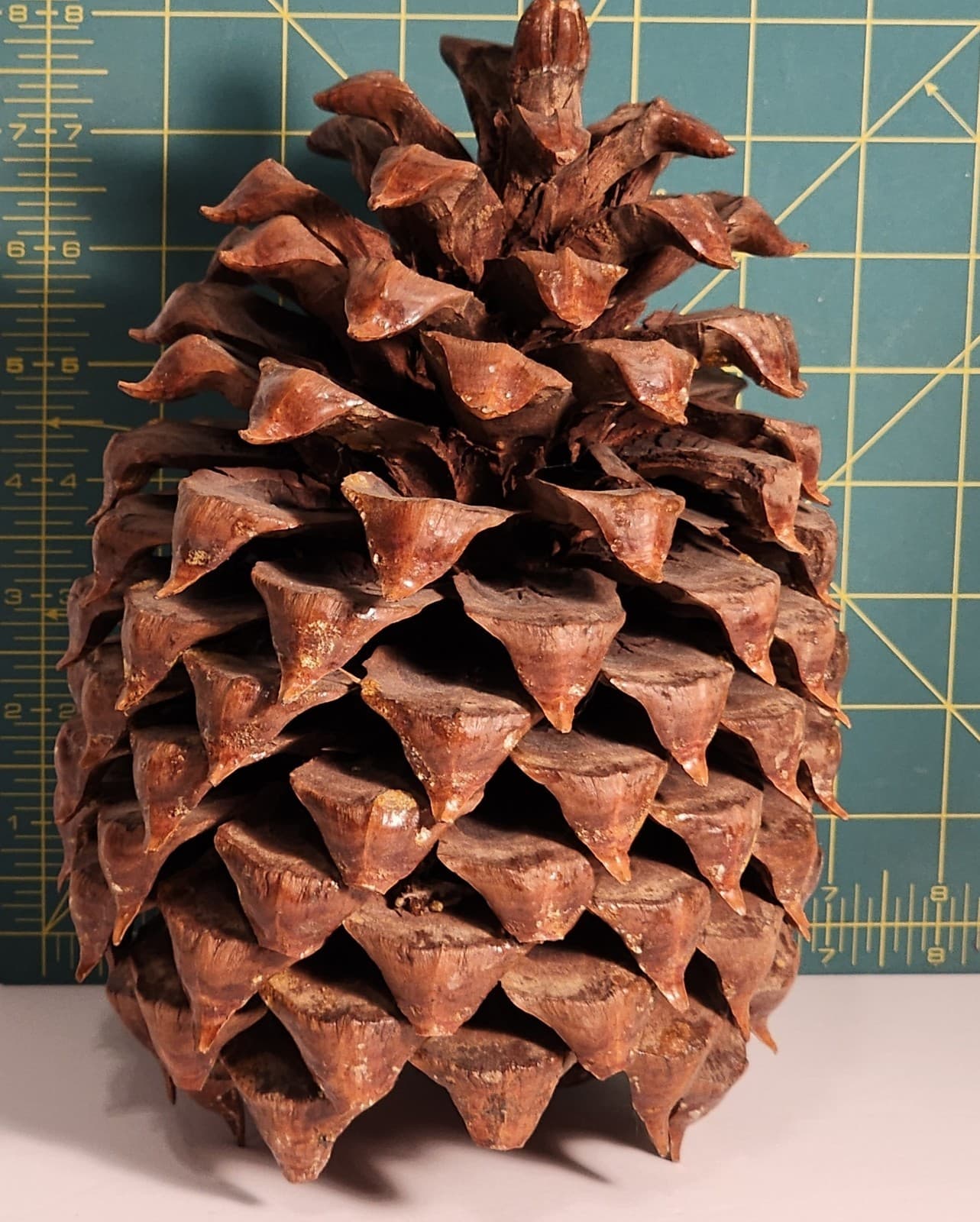 Large Pine Cone 8.5” Tall 6” Wide - Cured