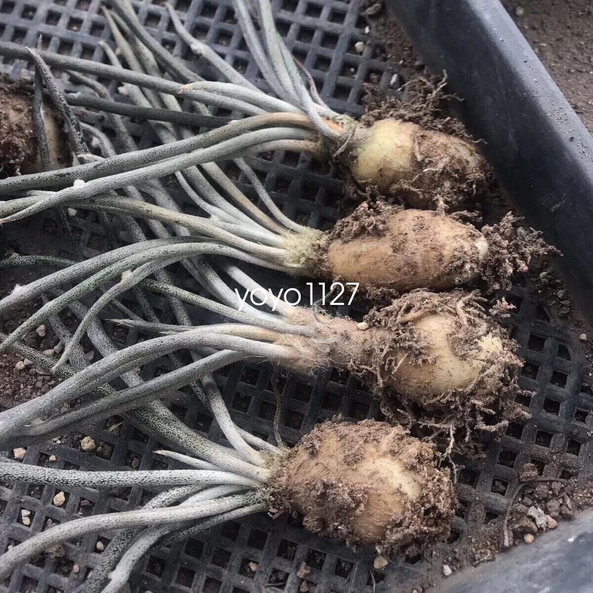 10pcs1-2cm Succulent cactus Plants Astrophytum caput-medusae Plant wholesale 2